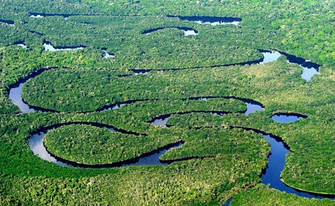 floresta amazonica